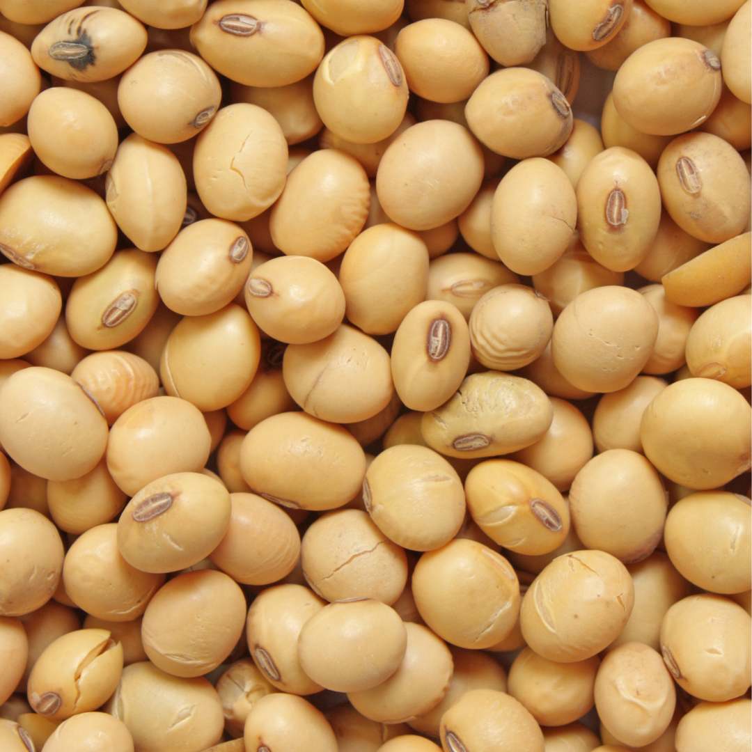 Gros plan sur des graines de soja utilisees pour extraire la lecithine, un ingredient cle des cereales saines et proteinees Magic Morning, faibles en sucre et riches en fibres et proteines.