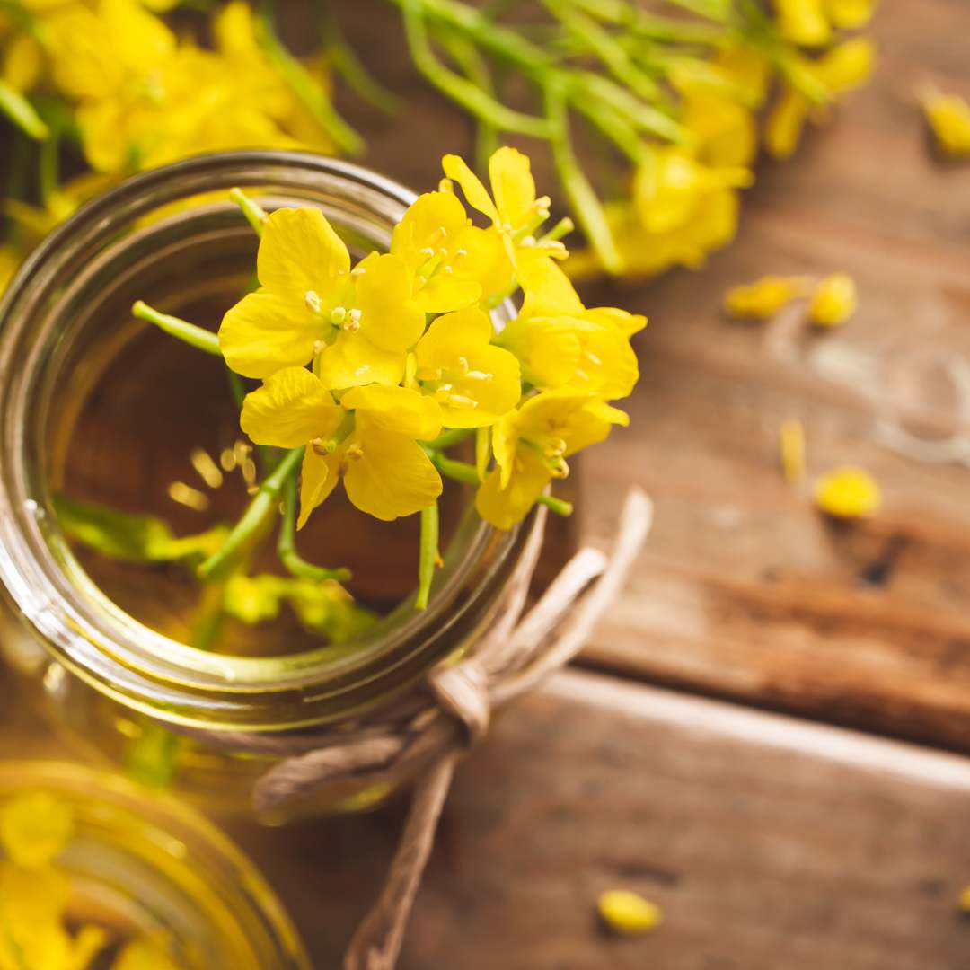 Mise en scene elegante d’une bouteille d’huile de colza accompagnee de sa fleur jaune, un ingredient naturel utilise pour enrichir les cereales Magic Morning, faibles en sucre et riches en fibres et proteines.