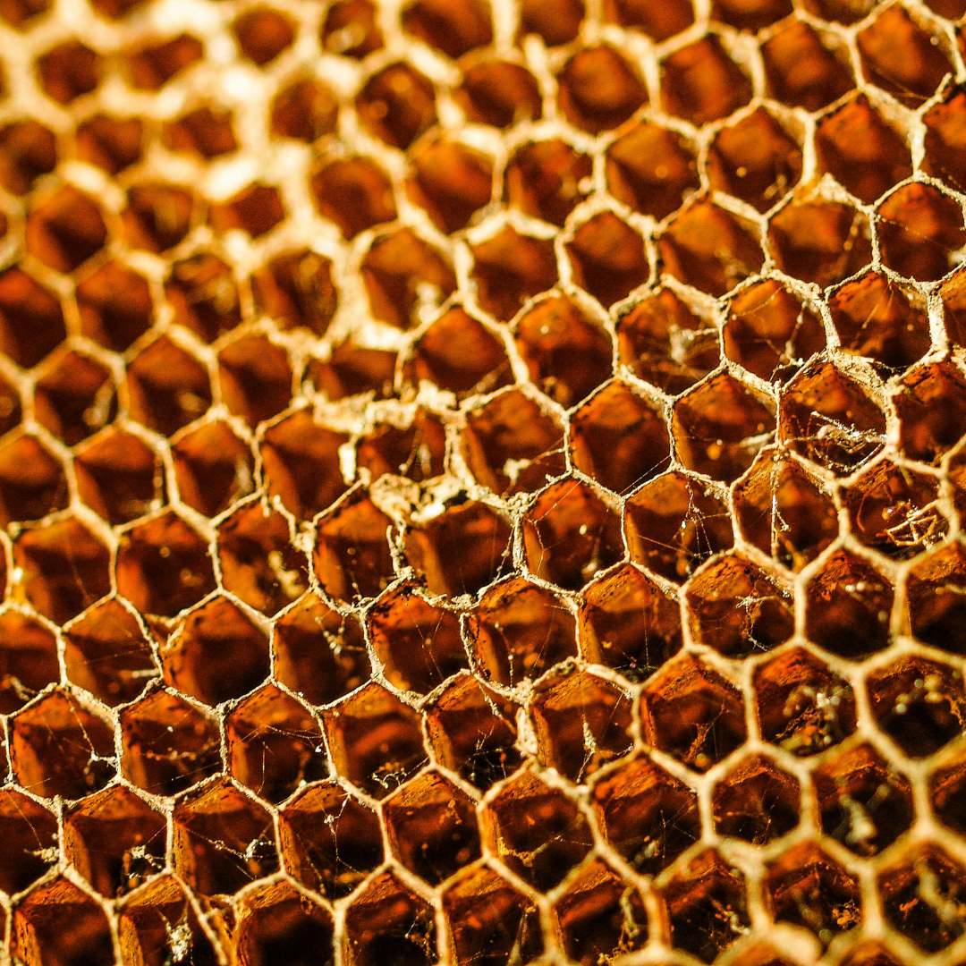 Gros plan sur un rayon de miel doré, révélant sa texture alvéolée et son nectar naturel. Cet ingrédient gourmand et nutritif est utilisé dans les céréales Magic Morning pour leur faible teneur en sucre et leur richesse en fibres et protéines, apportant une touche de douceur et d’énergie durable.