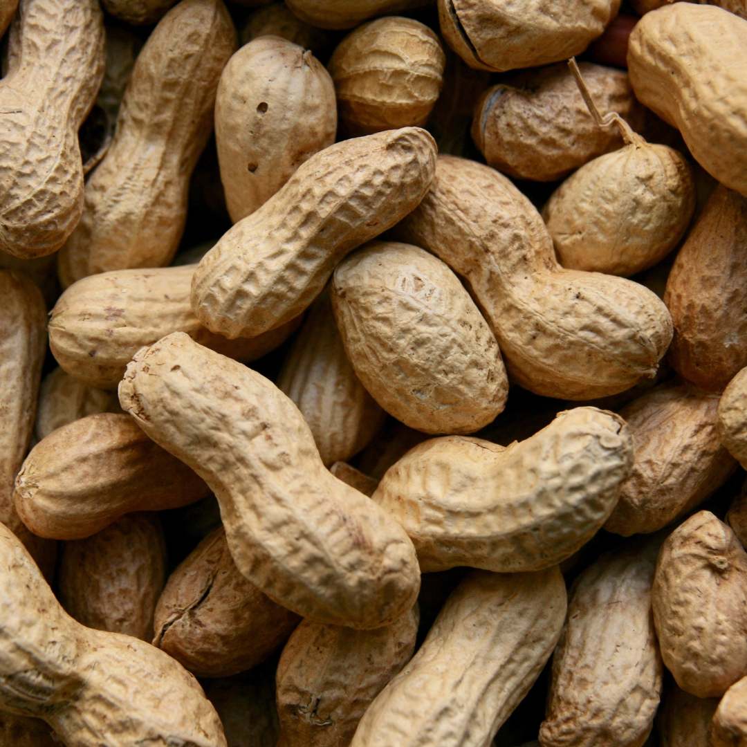 Cacahuètes entières, ingrédient principal des céréales protéinées Magic Morning saveur Peanut Butter